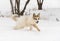 Red Marble Fox Vulpes vulpes Bounds Right Through Snow Winter