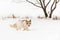 Red Marble Fox Vulpes vulpes Walks Right Through Snow