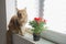 Red marble Maine coon cat sits on the windowsill next to a red rose in a pot