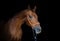 Red mare horse in halter isolated on black background