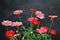 Red marguerite daisies on black background