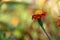 Red marigold blooming in rainy season.