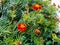 Red marigold flowers with leaf portrait veiw