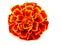 Red Marigold (Tagetes)