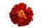 Red marigolds isolated