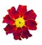 Red marigolds isolated. Beautiful flower on white background