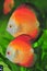 Red Marlboro discus pair