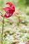 Red martagon or turk`s cap lily, lilium martagon in summer garden