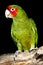 Red-Masked Parakeet