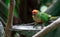 Red-masked parakeet also known as Red-crowned amazon and Cherry Head Conure