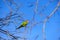 Red-masked parakeet in a branch