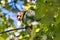 Red-masked parakeet (Psittacara erythrogenys) perched on a branch