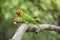 Red-masked parakeets