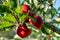 Red mature apples still growing in a tree, surrounded by green leafs in sunshine