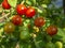 Red mature  tomatoes in the eco bio garden.