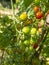 Red mature  tomatoes in the eco bio garden.