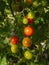 Red mature  tomatoes in the eco bio garden.