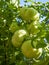 Red mature  tomatoes in the eco bio garden.