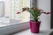 red may flower in bloom on a window sill, pink schlumbergera cactus