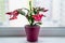 red may flower in bloom on a window sill, pink schlumbergera cactus