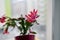 red may flower in bloom on a window sill, pink schlumbergera cactus