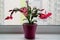 red may flower in bloom on a window sill, pink schlumbergera cactus