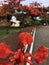 Red may tree in Wayamba university, Sri Lanka.