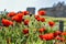Red meadow of flowersred poppies meadow with green grass