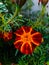 Red merigold flower with green leaf