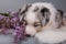 Red Merle Australian Shepherd puppy lilac flowers