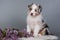 Red Merle Australian Shepherd puppy lilac flowers