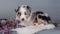 Red Merle Australian Shepherd puppy lilac flowers