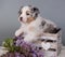 Red Merle Australian Shepherd puppy lilac flowers