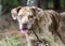 Red merle Catahoula Leopard Dog outdoors on leash