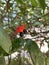 Red Mickey Mouse Flower, Ochna serrulata