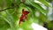 Red Micky mouse plant flower with drop of water blooming on branch in garden