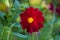 Red Mignon dahlia flower