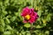 Red mignon dahlia flower with bumblebee
