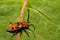 Red Milkweed Beetle