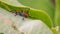 Red milkweed beetle hiding in a green leaf in Governor Knowles State Forest in Northern Wisconsin