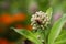 Red Milkweed Beetle on Milkweed Flower Buds