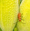 red milkweed beetle on Summer milkweed plant