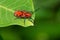 Red Milkweed Beetle - Tetraopes tetrophthalmus