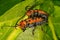 Red Milkweed Beetles breeding on a milkweed leaf