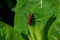 Red milkweed beetles eating milkweed