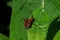 Red milkweed beetles eating milkweed