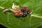 Red Milkweed Beetles Mating