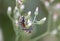 Red milkweed bugs Oncopeltus sp. Lygaeidae , Orange beetles mate mating on flower stems against a blurry light background