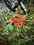 Red milkweed flowers