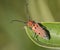 Red Milkweed Longhorn Beetle